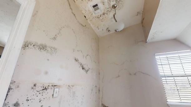 Best Airborne Mold Testing  in Dianapolis, IN