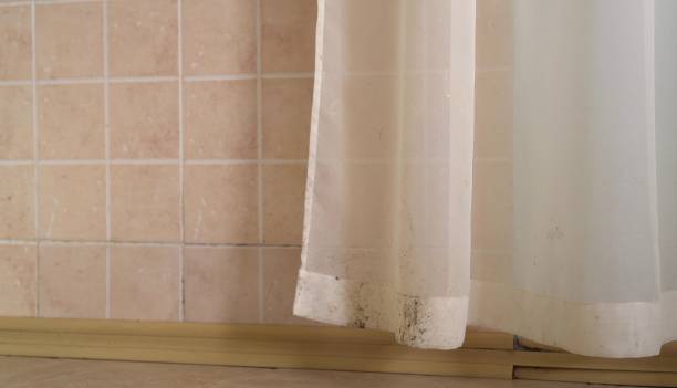Best Dehumidification Services  in Dianapolis, IN