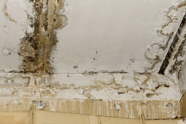 Best Industrial Mold Remediation  in Dianapolis, IN