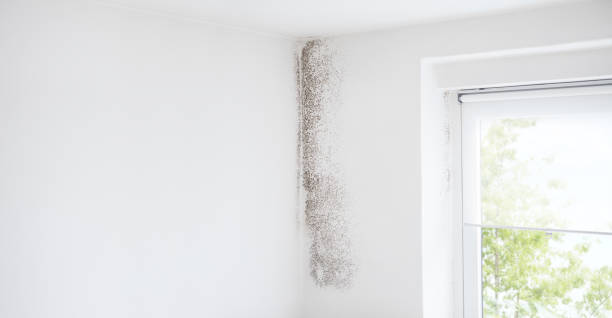 Best HVAC Mold Inspection and Cleaning  in Dianapolis, IN