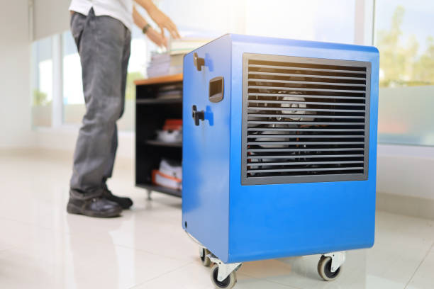 Best Attic Mold Removal  in Dianapolis, IN