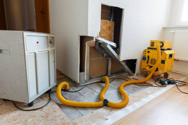 Best Black Mold Removal  in Dianapolis, IN