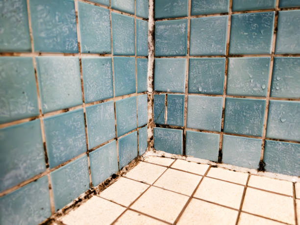 Best Post-Construction Mold Inspection  in Dianapolis, IN