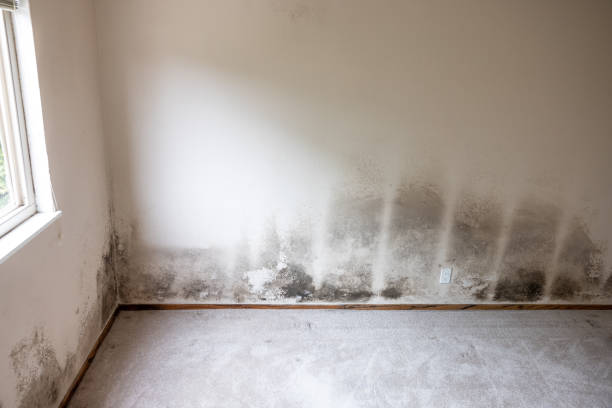 Indianapolis, IN Mold Removal Company