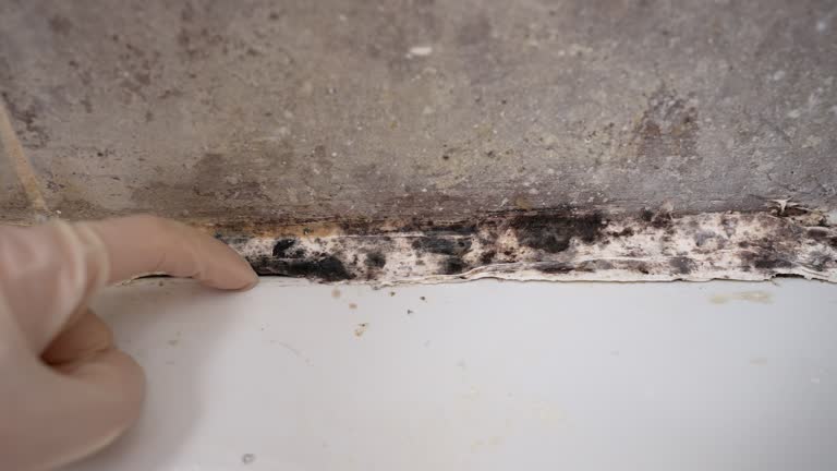 Best Mold Prevention Services  in Dianapolis, IN