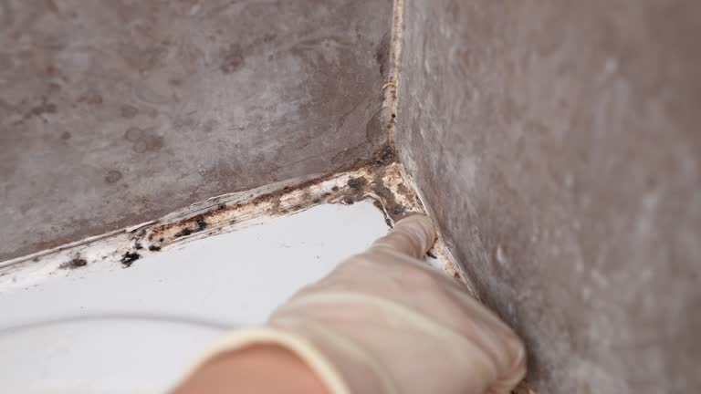 Best Mold Remediation for Healthcare Facilities  in Dianapolis, IN